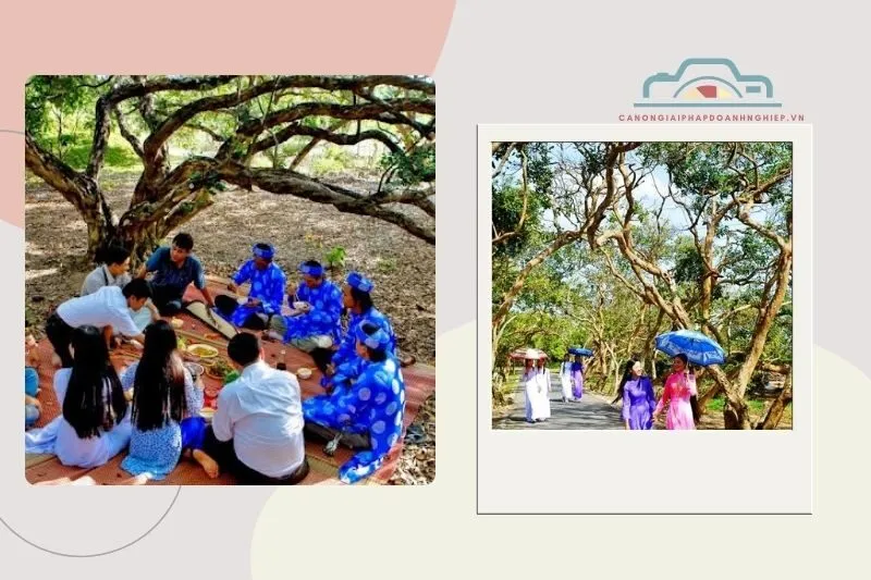 Vườn nhãn cổ Bạc Liêu