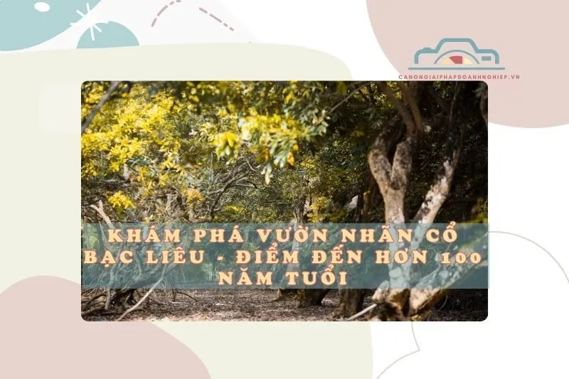 Khám phá vườn nhãn cổ Bạc Liêu - Điểm đến hơn 100 năm tuổi